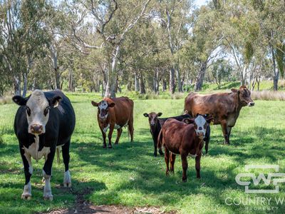 Lot 63, 9699 Bruxner Way, Bonshaw