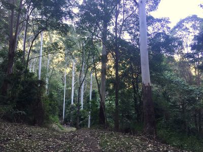 397 Lindsay Road, Larnook