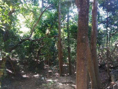 Lot 7 Endeavour Valley Road, Cooktown