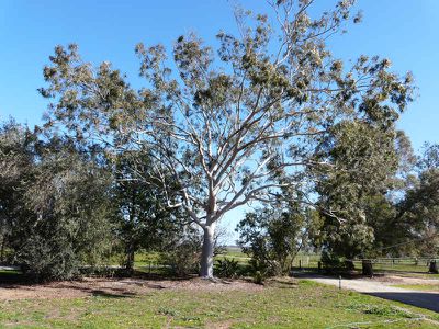 Racecourse Road, Tocumwal