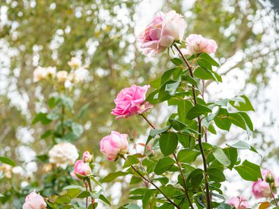 2 Max Young Drive, Mount Gambier