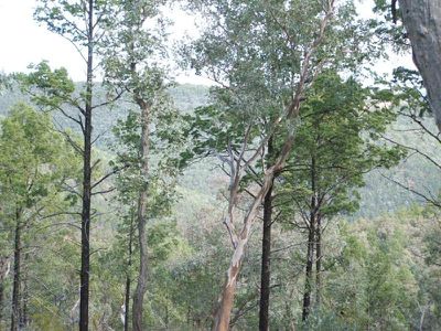 Lot 182 Reedy Creek Road, Tenterfield