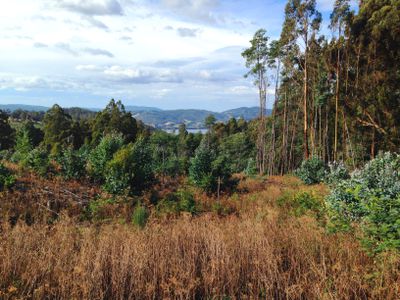 Lot 1, Harwoods Road, Castle Forbes Bay