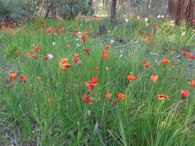350-390 Robinson Road, Mahogany Creek