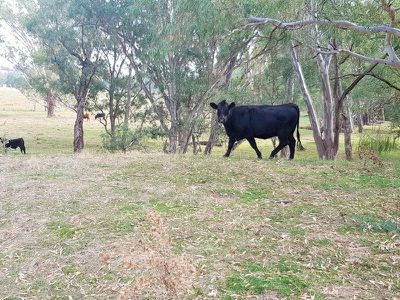 709 Indigo Creek Road, Indigo Valley