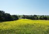 517 Peabody Road, Molong