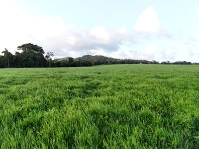 2583  Isabella McIvor Road , Cooktown