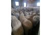 Lot 566 Coolgardie Esperance Highway, Salmon Gums