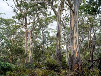 'Hardings Bay Retreat', Lake Leake Road, Lake Leake