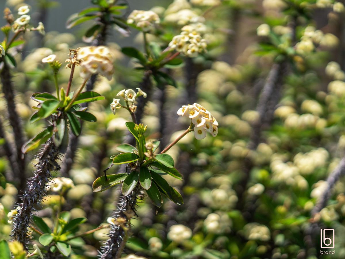 5 Stafford Street, Noraville