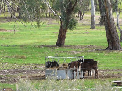 Tocumwal