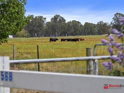 568 Snow Road, Laceby