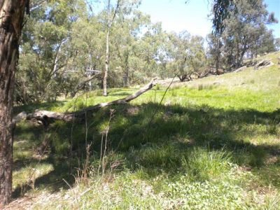 252 Old Guerie Homestead Road, Dubbo