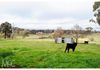 415 Davys Plains Road, Cudal