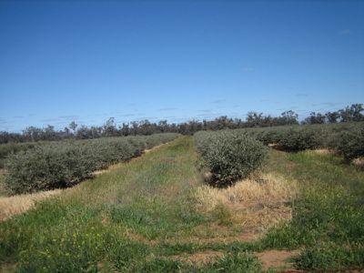 Kerang