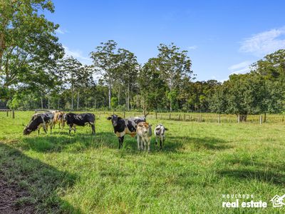 1 Morilla Place, Beechwood