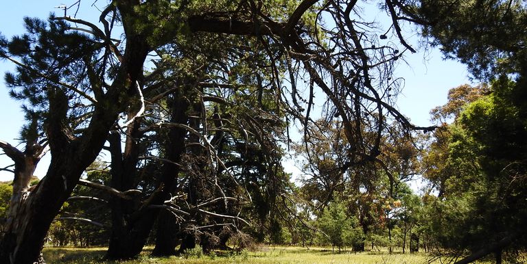 Lot 1 & 2, Bonniedoon Road Marraweeny, Strathbogie