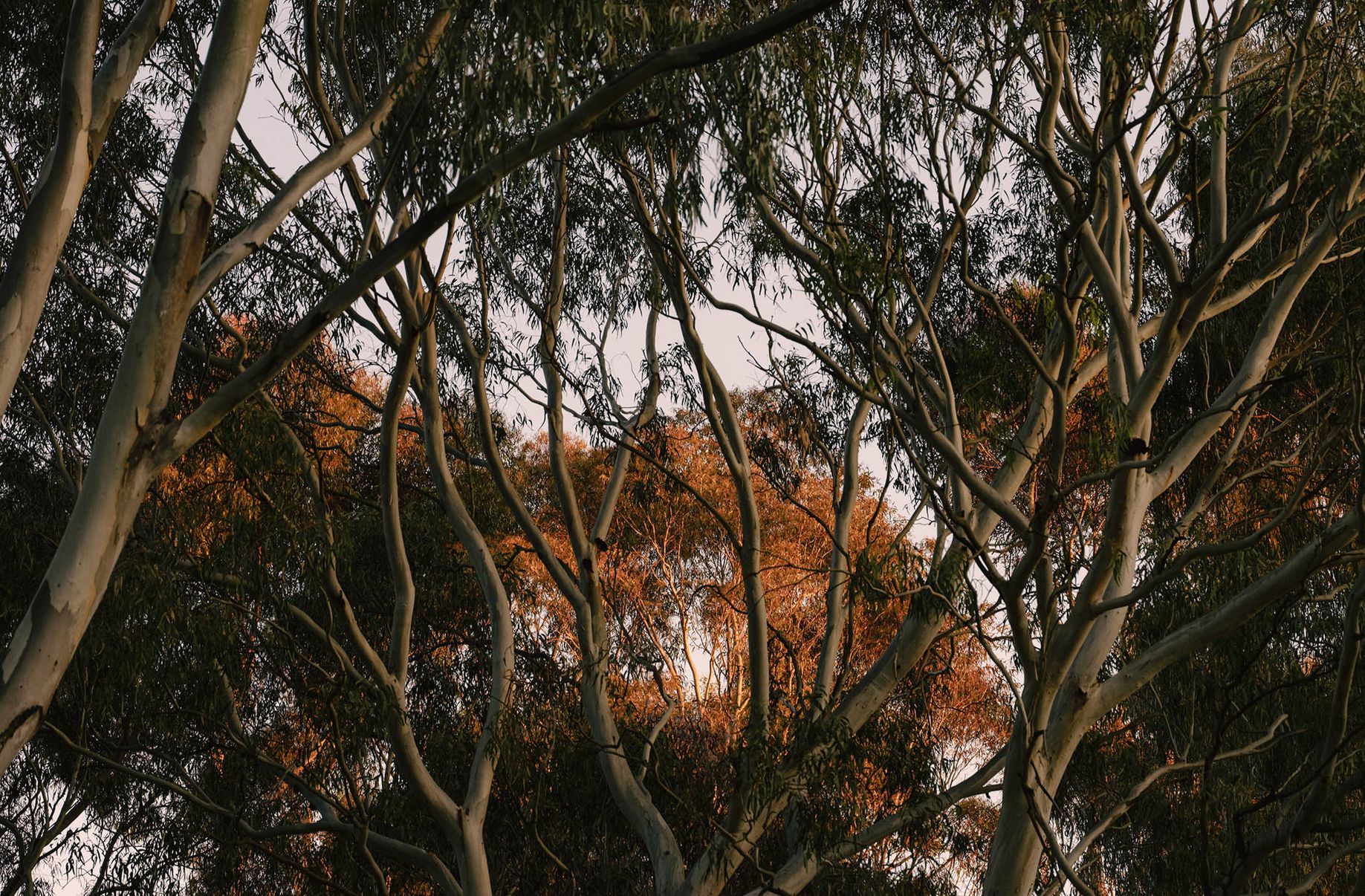 TH / 2 Clyde Street, Kew East