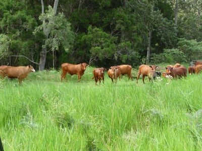 Conondale