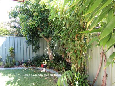 3 Cedar Grove, Forster