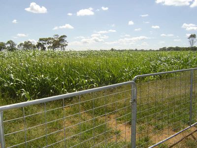 125 Villeneuve, Narromine