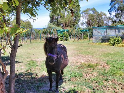 205 Piries-Goughs Bay Road, Piries
