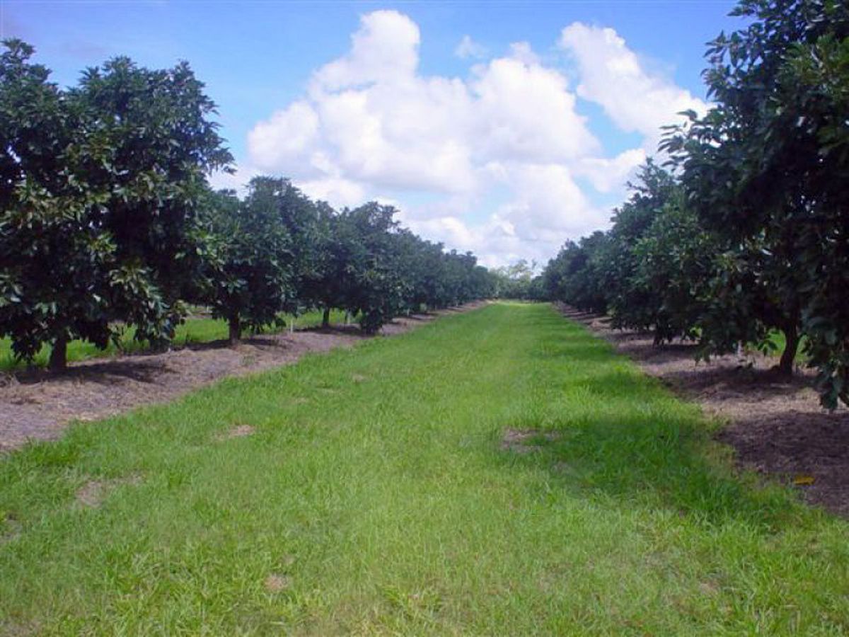 Mareeba