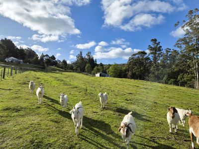 1529 Huon Highway, Lower Longley