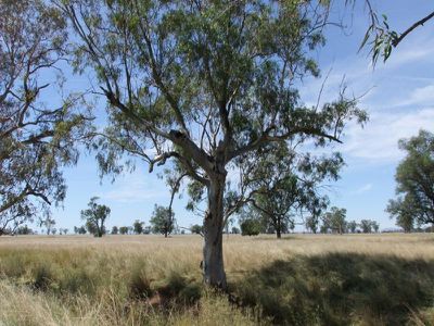 4096 Goolhi Road, Gunnedah