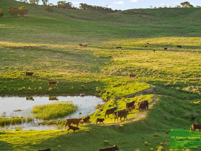 351 Shepherds Creek Road, Euchareena