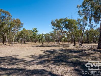 1043 Wallangra Road, Wallangra