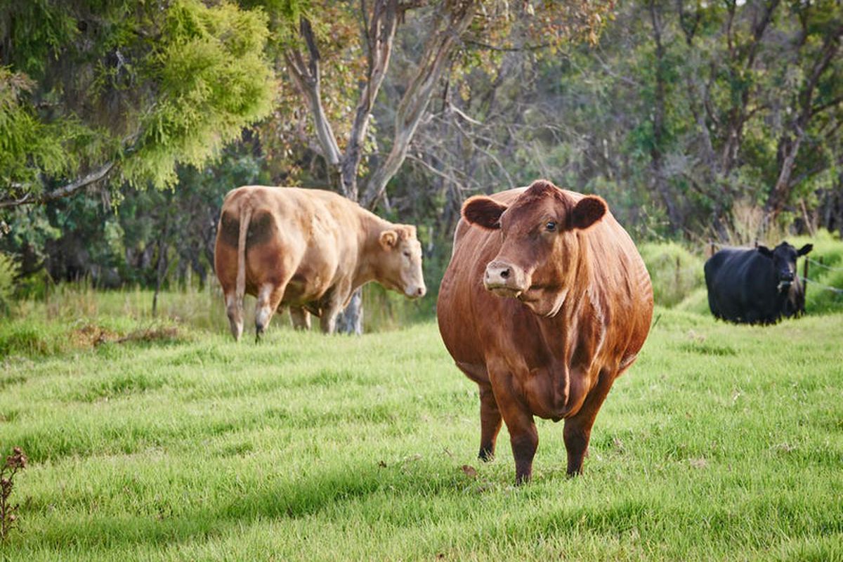 Lot 81 Amalfi Drive, Bullsbrook