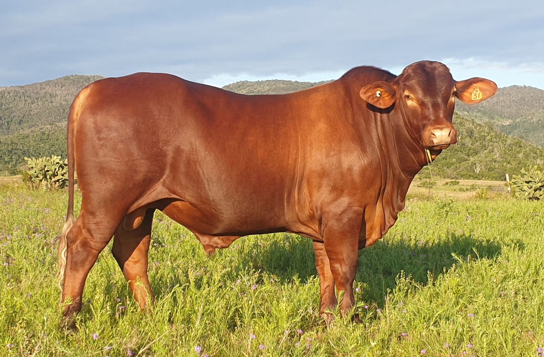 Droughtmaster Bulls | Aussie Land & Livestock