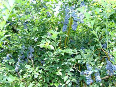 22 River Road, Brooman