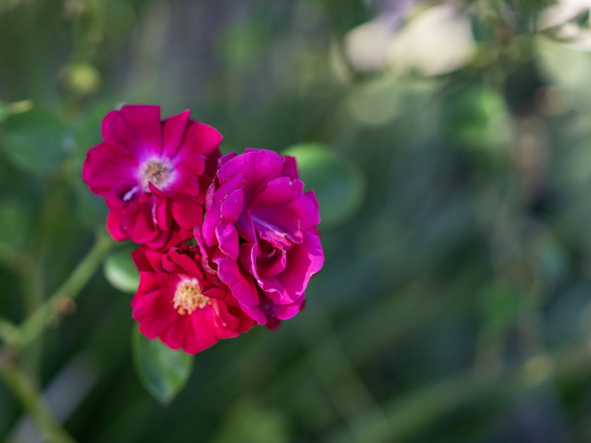 12 Sterling Way, Hamlyn Terrace