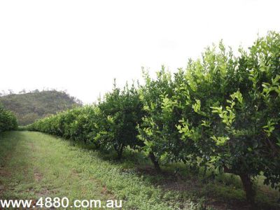 1297 Wolfram Road, Mareeba