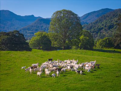 392 TUNTABLE FALLS ROAD, Nimbin