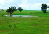 1413 Banjo Patterson Way, Cumnock