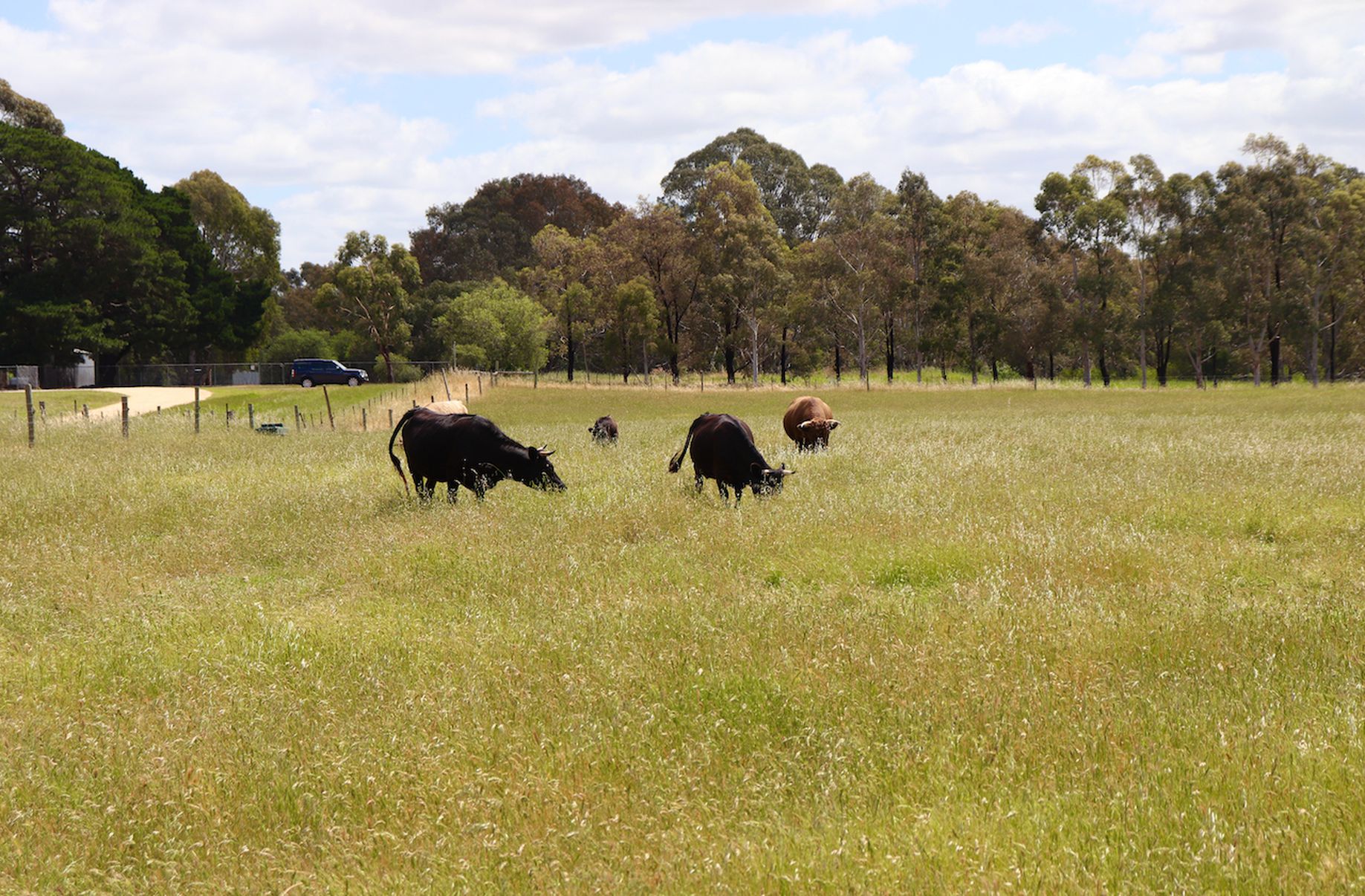 Lot 10, Cambridge Street, Inverleigh