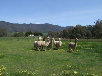 275 Mountain Creek Road, Tawonga