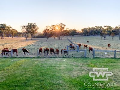 954 Bullock Mountain Road, Glen Innes
