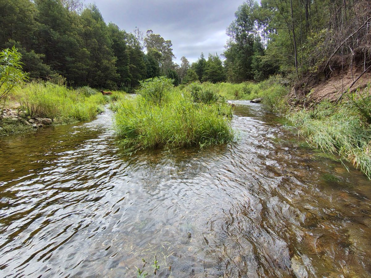 115 Gulph Creek Road, Nerrigundah