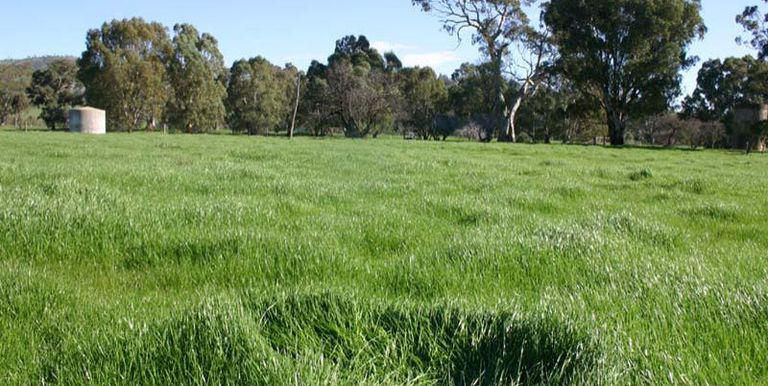 Sheans Creek Road, Euroa