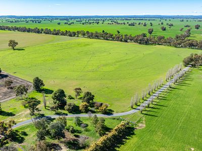 'Pastoria Park' 205 Balldale Road, Hopefield