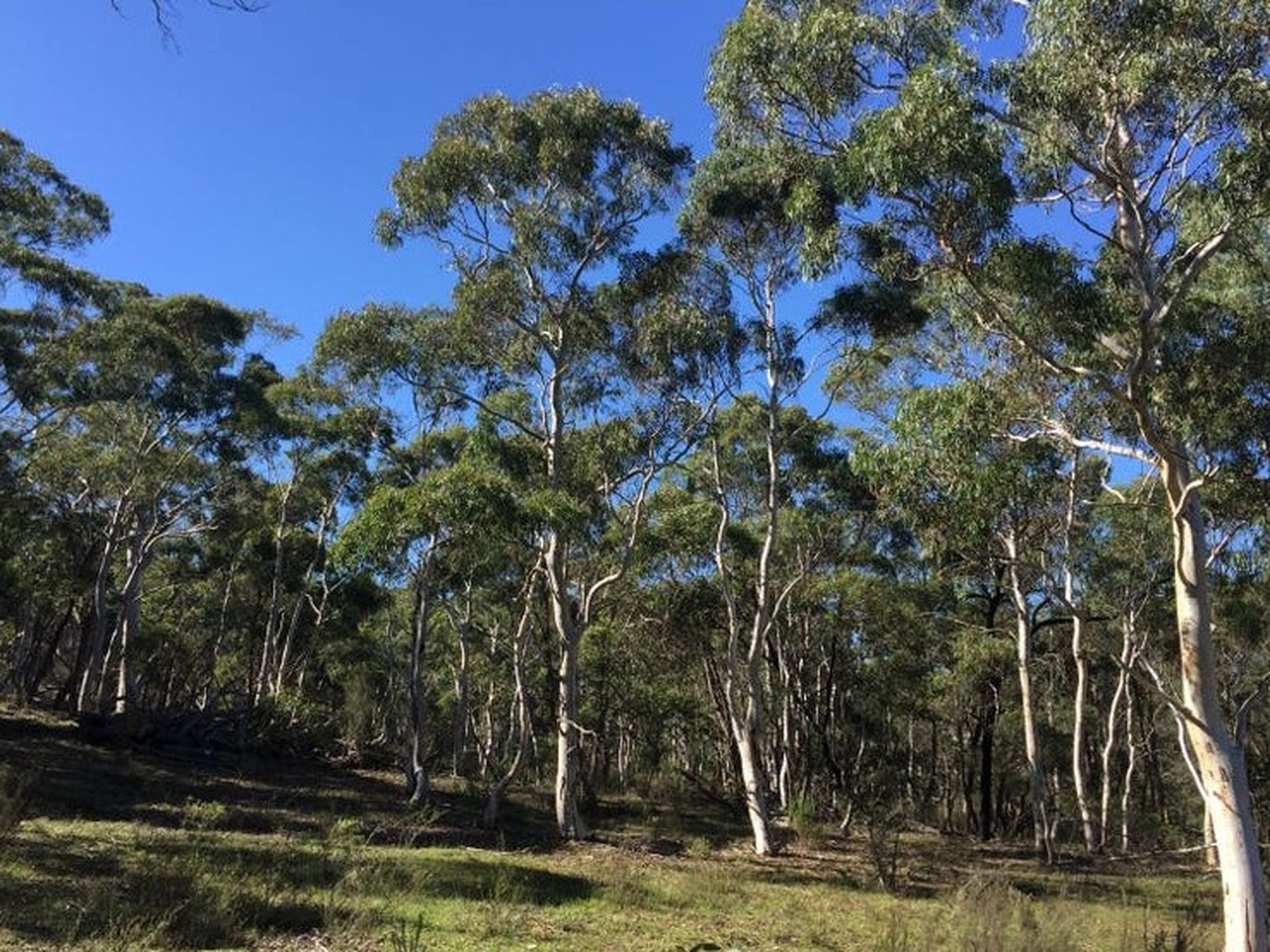 243 Jacquet Road, Braidwood