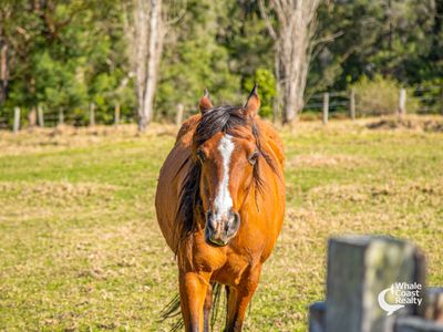 227 Princes Highway, Bodalla