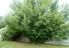 106 Gardiner Road, Orange