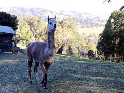 166 Bunyah Road, Nabiac