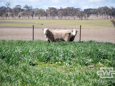 Lot Plain View, 916 Emmaville Road, Glen Innes