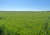 Staehrs Road, Nhill